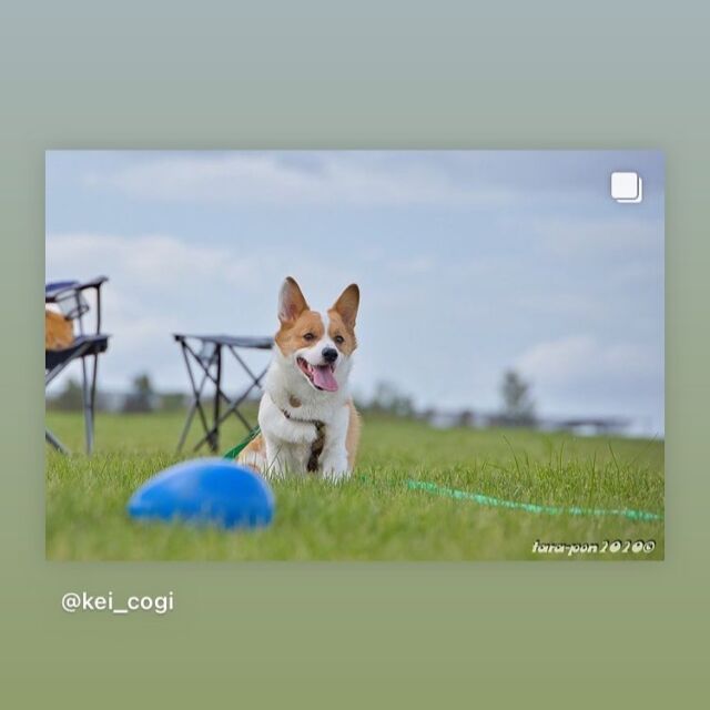 株式会社プラッツ あなたの大切なペットとの毎日にたくさんの喜びと笑顔を